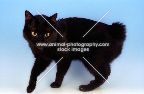 black japanese bobtail