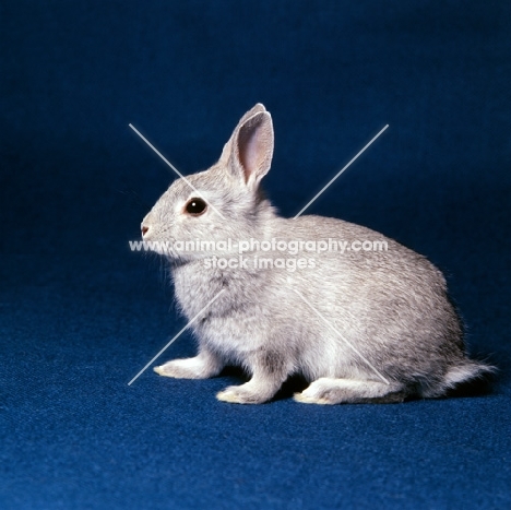 netherland dwarf rabbit in studio