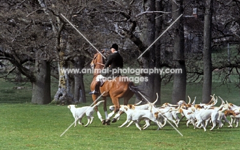 foxhounds of duke of beaufort's hunt with the huntsman