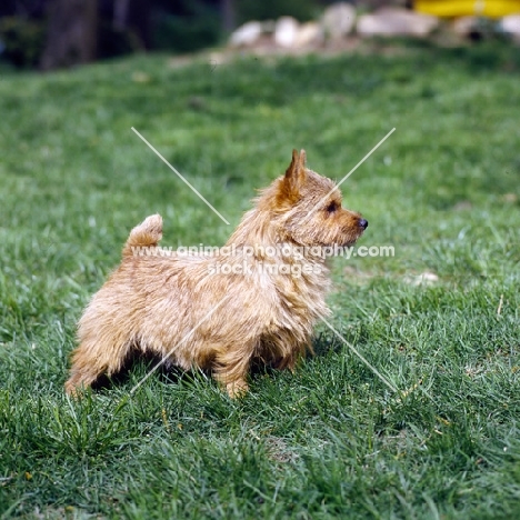 norwich terrier standing on grass