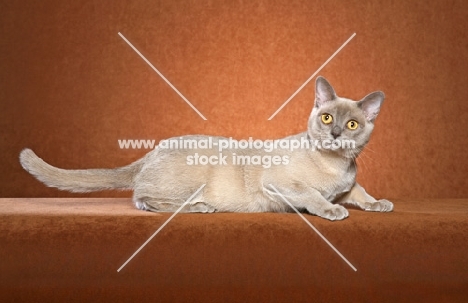 Burmese lying on brown background