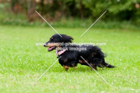 longhaired miniature Dachshund running on grass