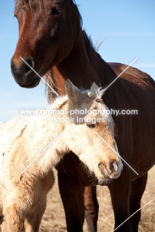 Morgan horse with foal