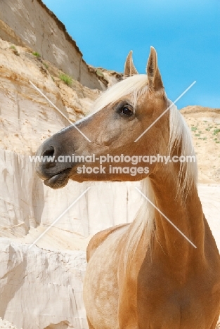 portrait of Kinsky horse on sand