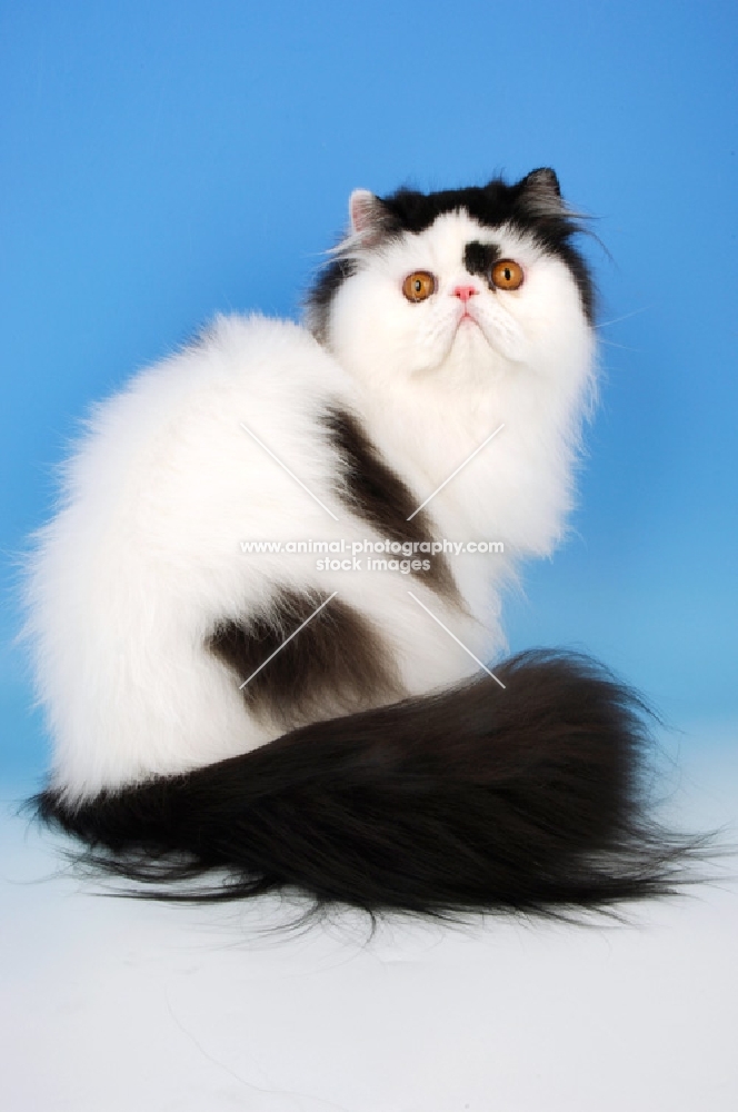 bi-coloured, black and white persian cat, sitting