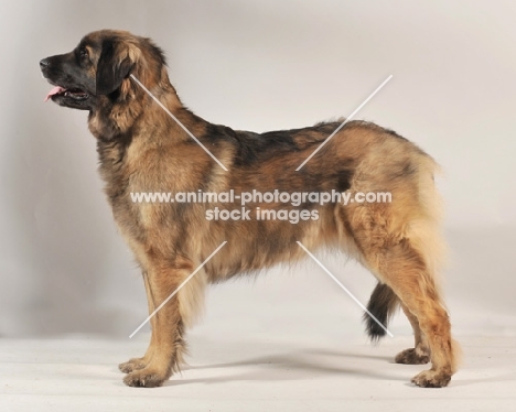 Leonberger dog standing in studio