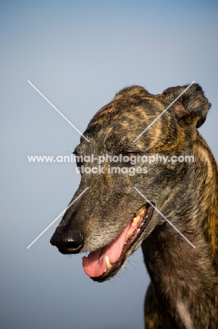 brindle Greyhound head study