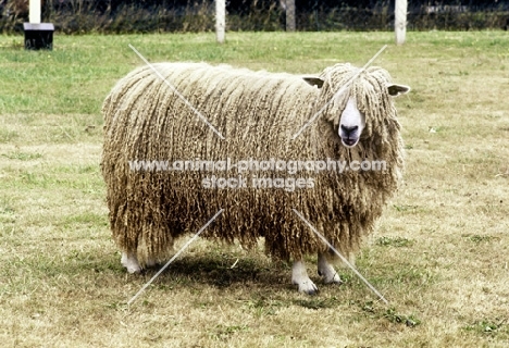 leicester longwool ram,