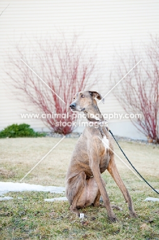 Portrait of a Greyhound x Great Dane cross.