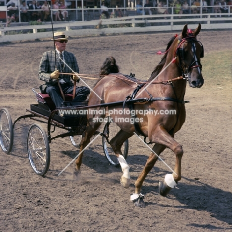 american saddlebred, driven to a four wheeled lightweight bike in a roadster class, usa