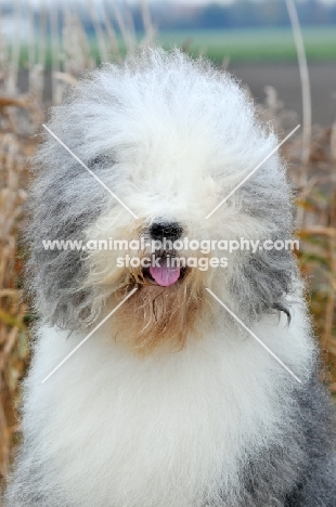 Old English Sheepdog portrait