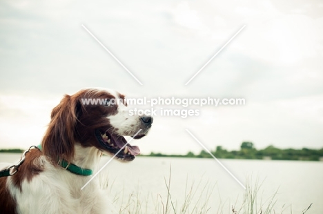 cheerful Irish red and white setter