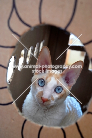 Cornish Rex in a box