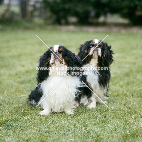 royal richard of zubaida, l, ch homehurst merry monach,r , king charles spaniels 