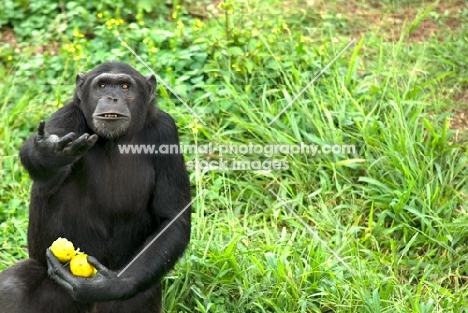 chimpanzee wanting for more food