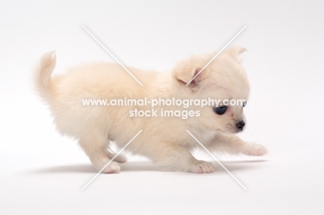 playful smooth coated Chihuahua puppy