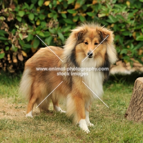 rough collie, full body