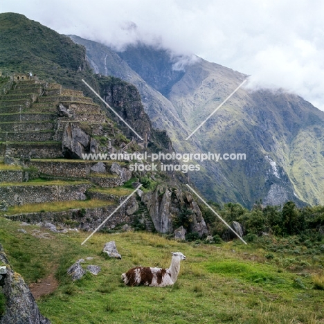 llama lying on grass near machu picchu