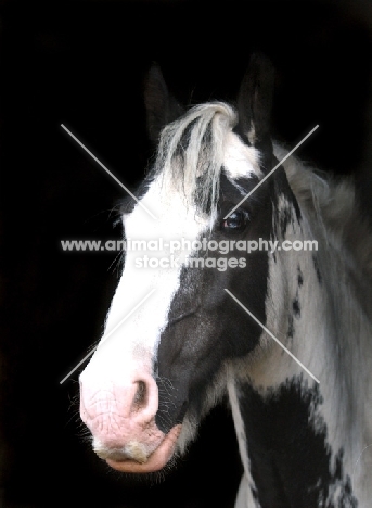 Piebald horse, black background