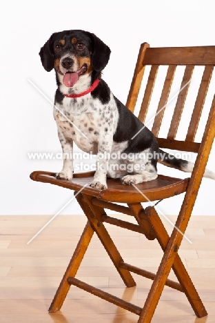 Dachshund x Beagle mix (also known as Doxle, Doxie, Beaschund) on chair