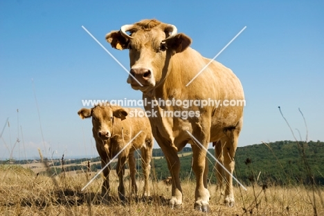 cow standing in a field with her calf