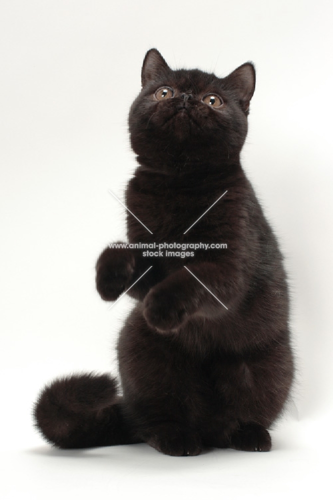 black Exotic Shorthair on hind legs