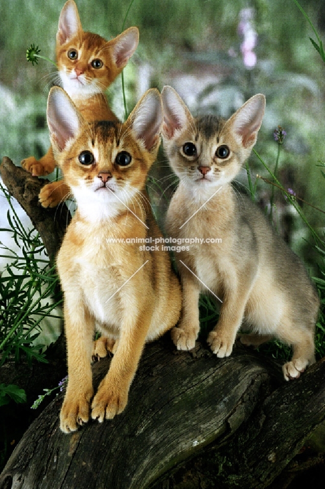 three abyssinian kittens together on a log