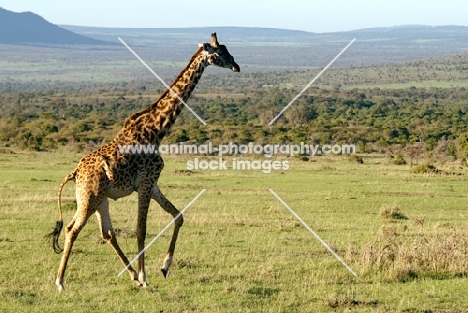 giraffe in masai mara nature reserve