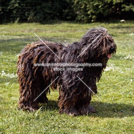 bergamasco standing on grass