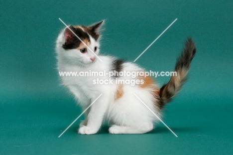 Torbie & White Turkish Van kitten, sitting down