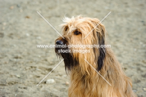 Briard