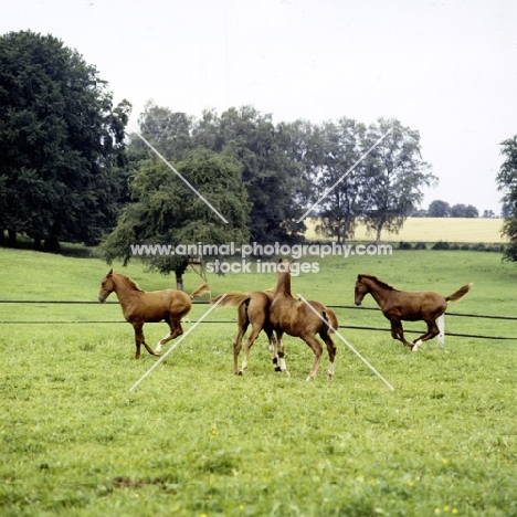 four wÃ¼rttmberger foals leaping about at marbach, 