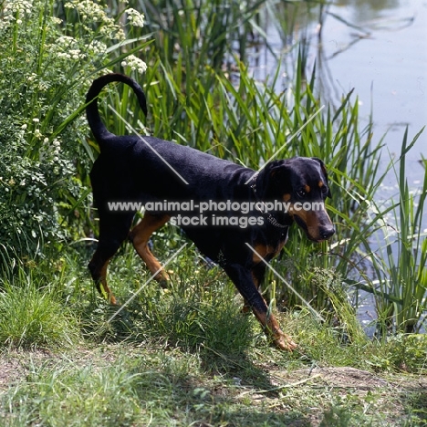 dobermann walking by the river bank