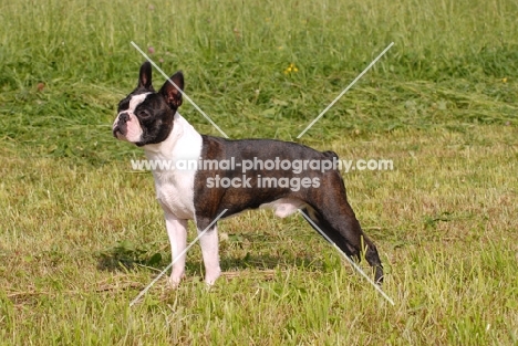 Boston Terrier on grass