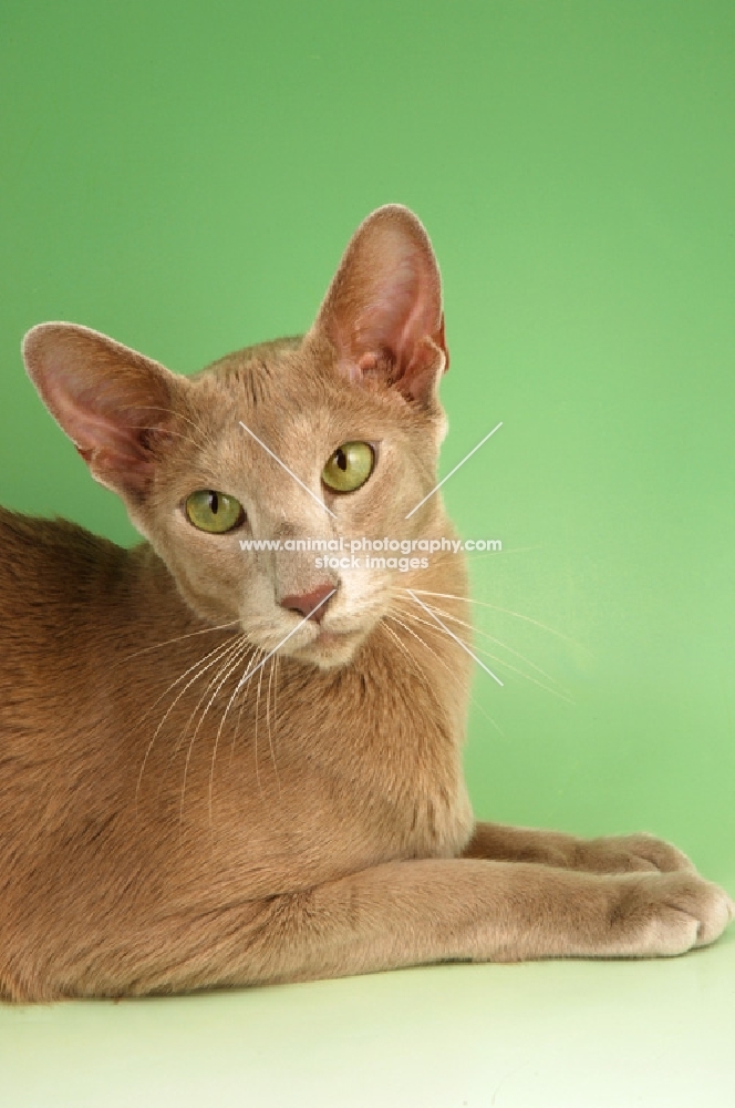 fawn oriental shorthair cat, portrait
