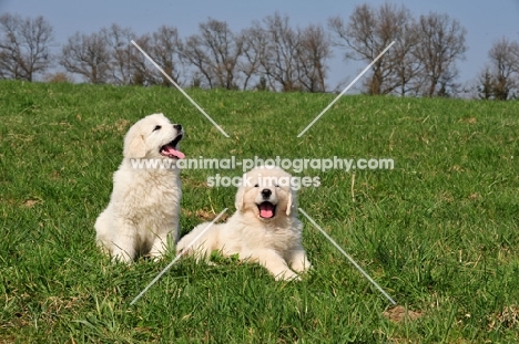 Polish Tatra Herd Dog puppies