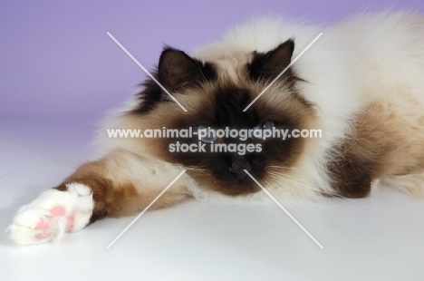seal pointed Birman cat resting on pastel background