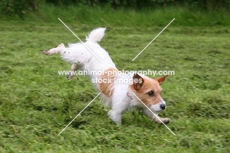 rough haired Jack Russell terrier running on front legs