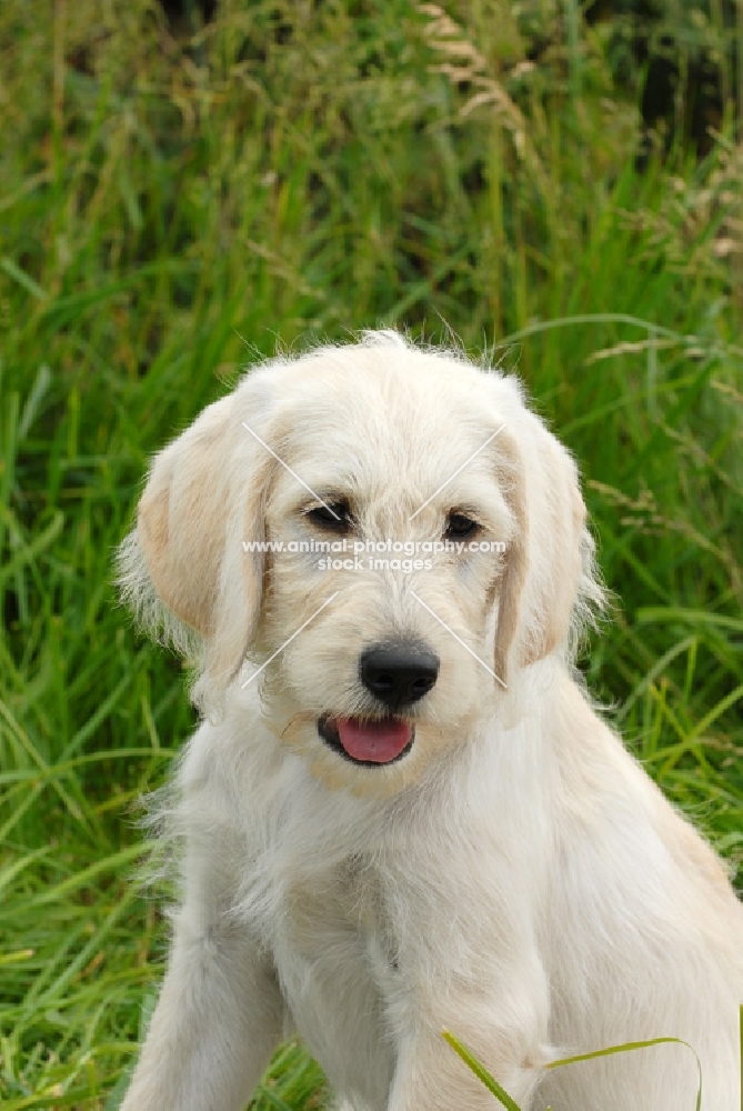 labradoodle puppy