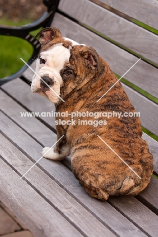 Bulldog on bench