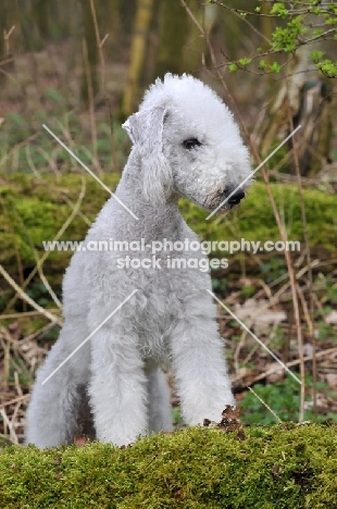 Bedlington Terrier sitting down