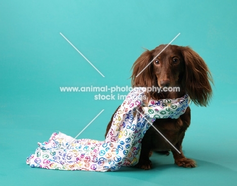 Dachshund dressed in scarf 