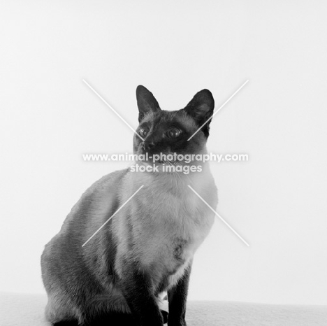 seal point siamese cat looking up in studio