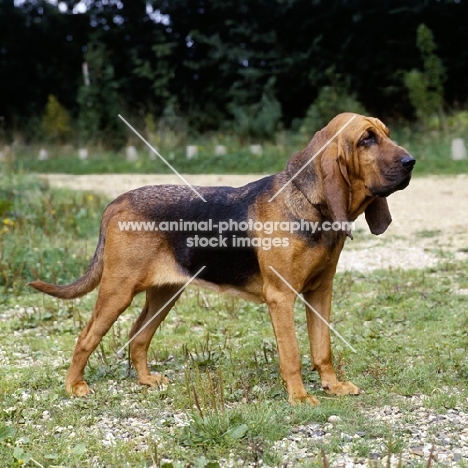 bloodhound from barsheen kennel, standing on gravel