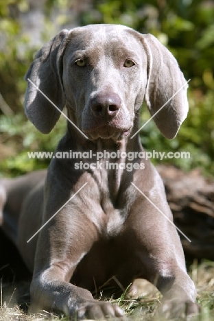 shorthaired Weimaraner lying down, looking at camera