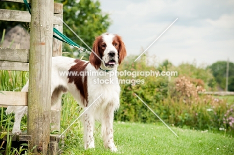 Irish red and white setter standing on bridge