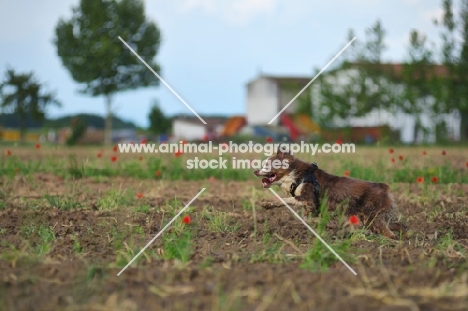 red bicolor australian shepherd running in a field