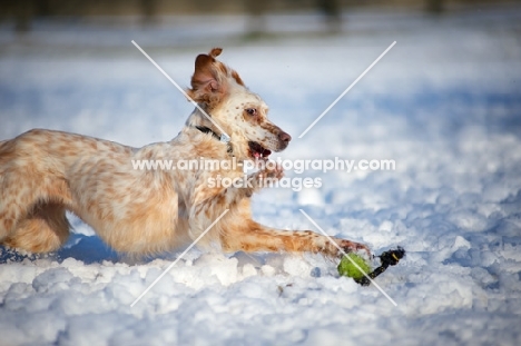 Lemon Belton English Setter playing with a toy in the snow