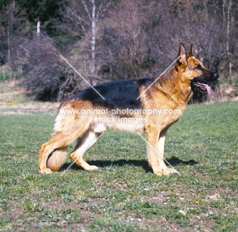 German Shepherd Dog, posed