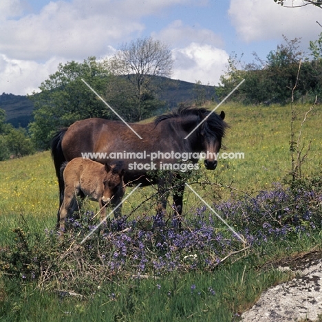 Dartmoor mare and foal near Widecombe in the Moor